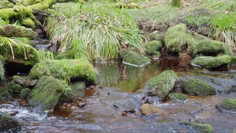 Waldlandschaft