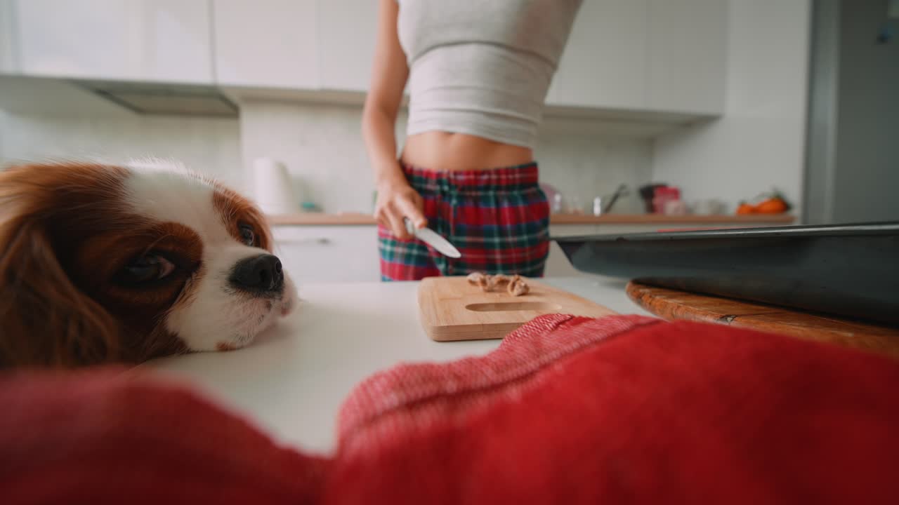 Dog watches woman cooking in kitchen