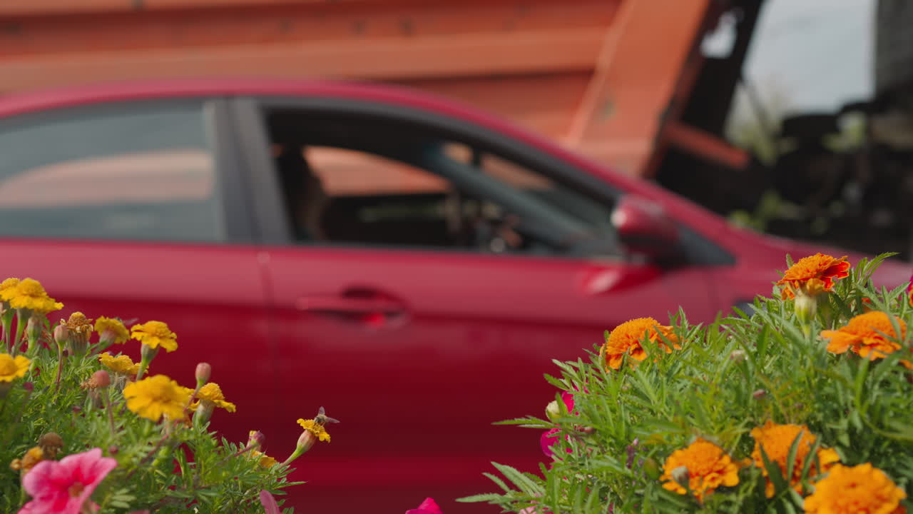 coche rojo y camión que pasa detrás de las flores con hojas verdes