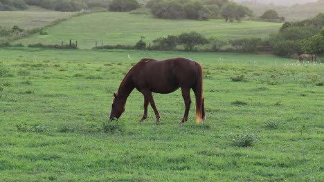 still shot of a large brown horse grazing and feeding on the lush green grass on a ranch in hawaii