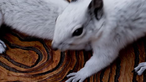 an arctic ground squirrel on wood