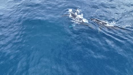 ballena jorobada macho guardaespaldas de mamá y cría de otros toros competitivos