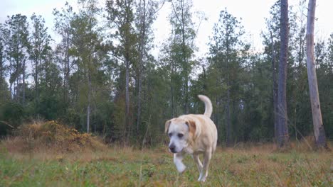 perro de raza mixta labrador amarillo caminando en un campo desde un nivel bajo y luego se acerca a la cámara