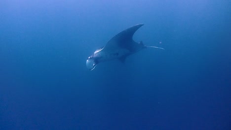 on a safety stop, divers get suprised by a giant manta that swims by and say bye before the dive is over