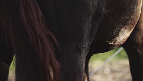 Horse-body-walking-with-tail-and-sun,-brown