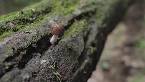 Kleiner-Pilz,-Der-Auf-Einem-Baum-Inmitten-Eines-Waldes-Wächst,-Umgeben-Von-üppigem-Laub-Und-Erdigen-Düften-Der-Natur