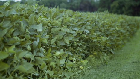 Close-up-of-a-bean-field-in-rural-North-Carolina-1