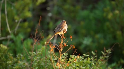 Static-shot-of-a-robin-bird-sitting-on-a-branch-and-flying-away-in-slow-motion-during-golden-hour