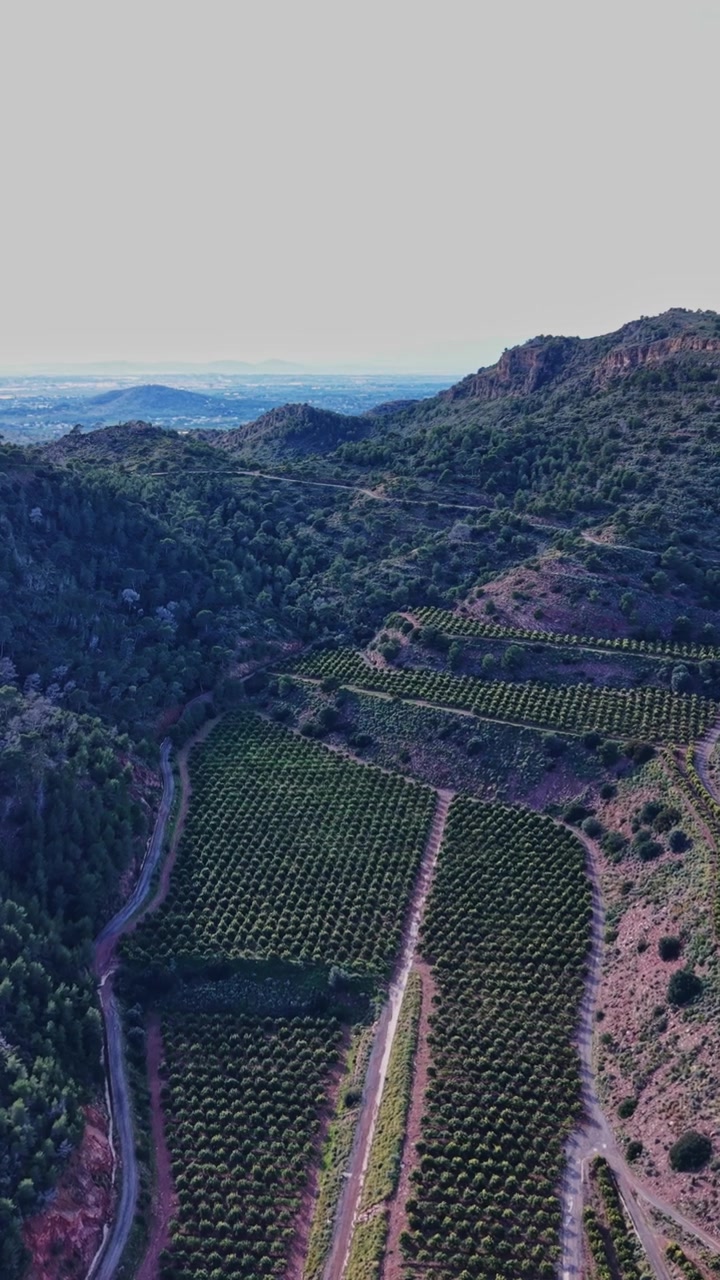 Vigneti e colline in Spagna che mostrano il paesaggio e l'attività agricola