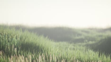 green field with tall grass in the early morning with fog