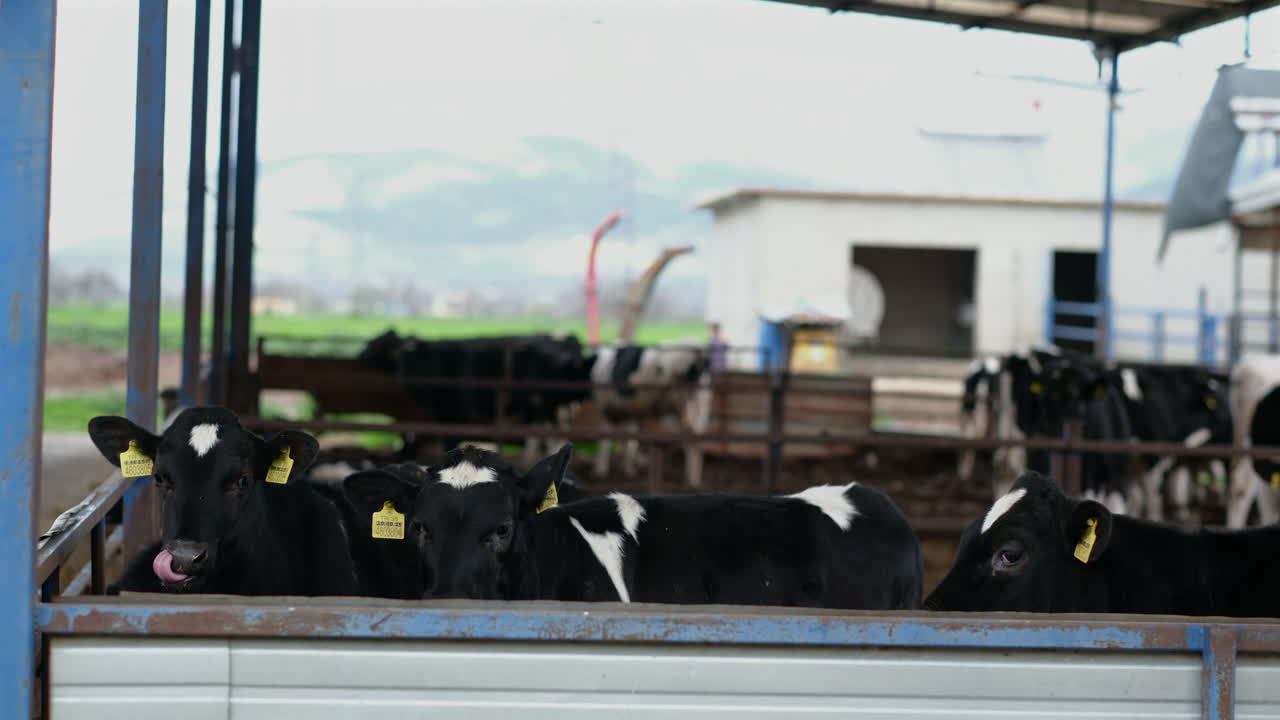 Grazing in Harmony: A Peaceful Day for the Herd