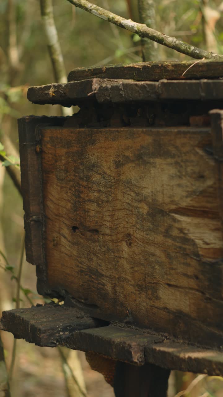 close up honey bees fly into hive concept beekeeping