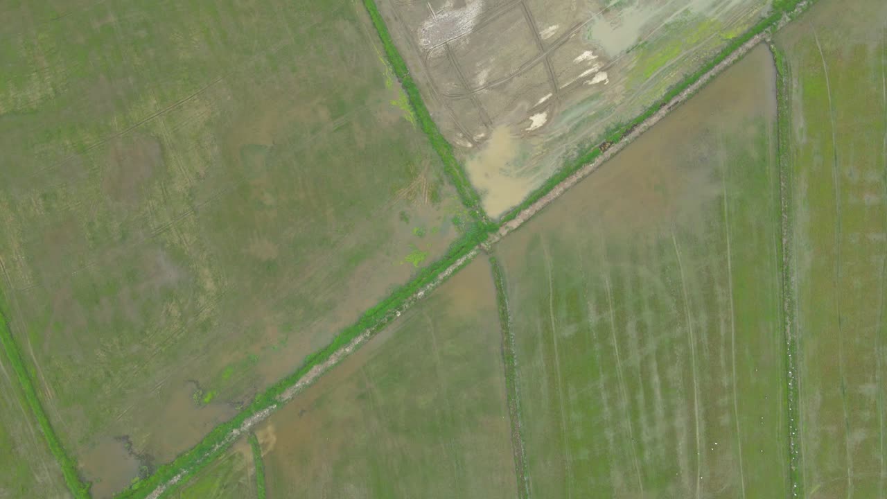 fotografía aérea de arriba hacia abajo sobre campos de arroz con una fotografía de dolly moviéndose hacia adelante sobre tierras de cultivo en ratchaburi, tailandia