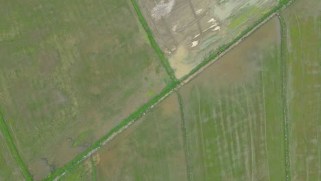 fotografía aérea de arriba hacia abajo sobre campos de arroz con una fotografía de dolly moviéndose hacia adelante sobre tierras de cultivo en ratchaburi, tailandia