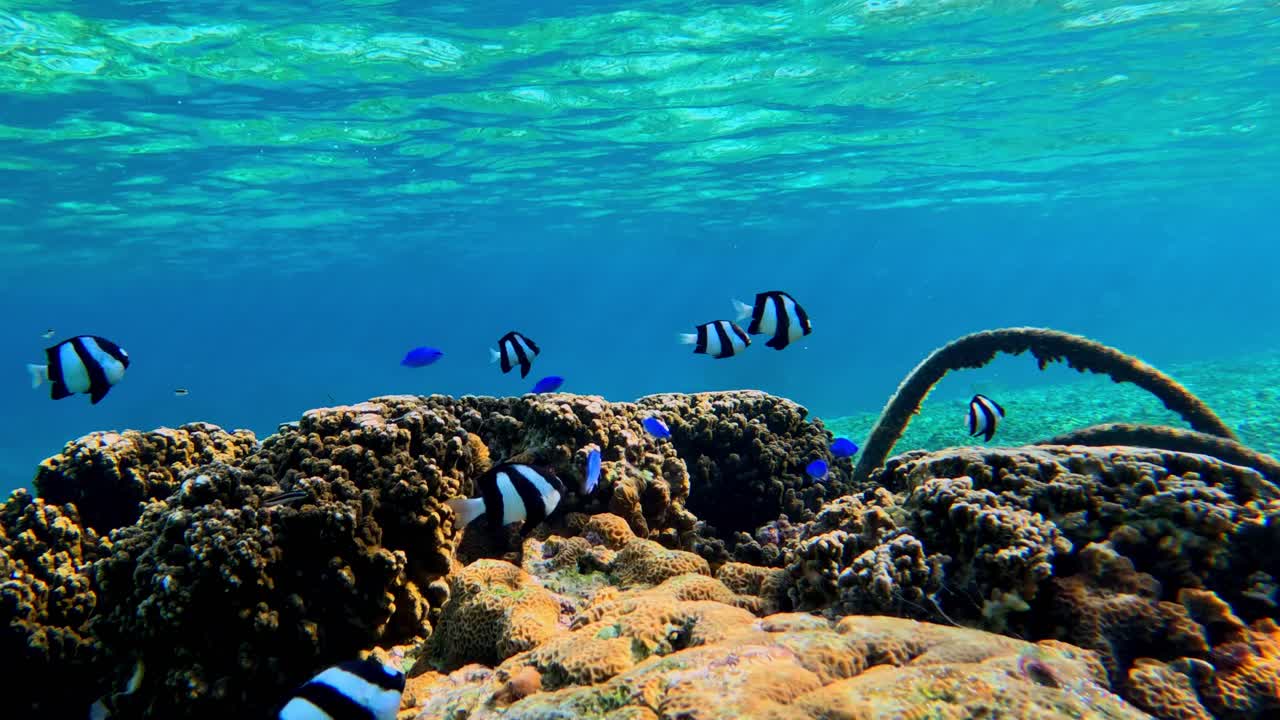 whitetail dascyllus y peces azules nadando bajo el mar