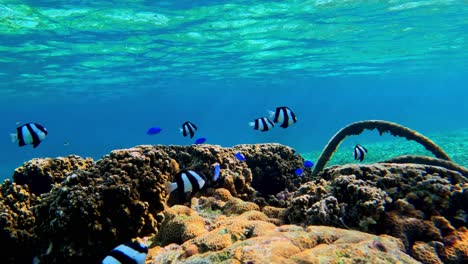 Whitetail-Dascyllus-and-Blue-Fishes-Swimming-Under-The-Sea