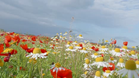 Beautiful-wild-flowers-in-colorful-meadow-during-spring