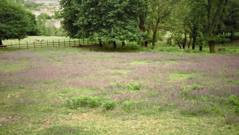 countryside rural pasture field overrun by patersons curse flowers