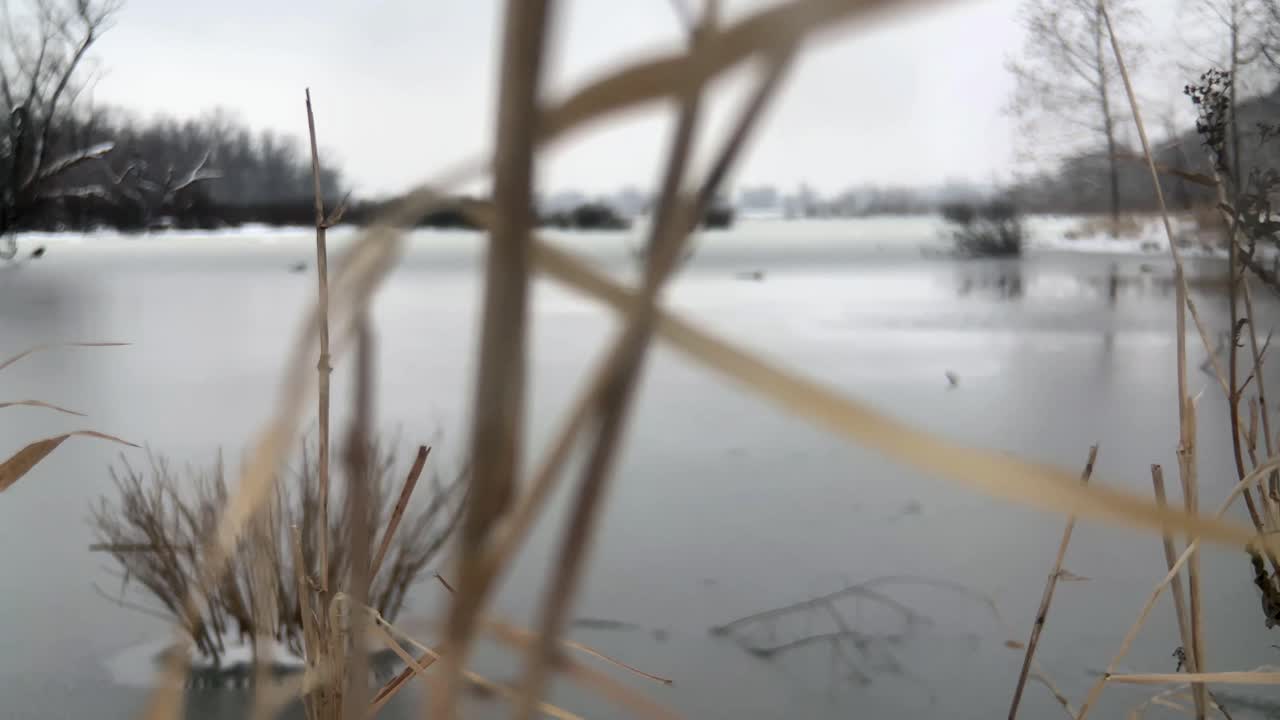 фокус стойки на стебле травы на берегу озера, мягко светящемся под зимним бризом