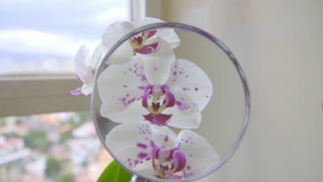 primer plano en la mano sosteniendo una lupa sobre las orquídeas