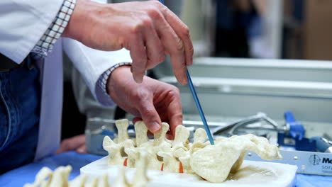 unrecognized male hands hold a blue metal stick moving it among the bones of spine dummy. neurosurgery study. close up.