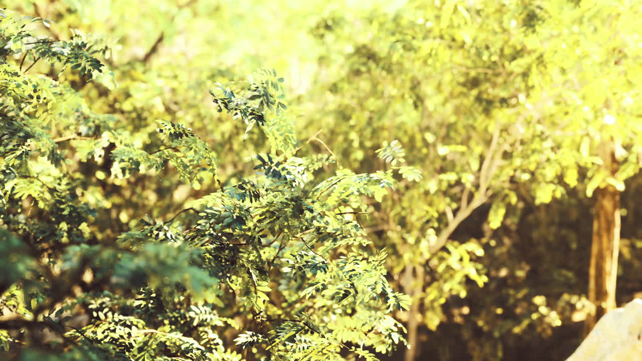 Lush greenery shines brightly in sunlight during a warm afternoon