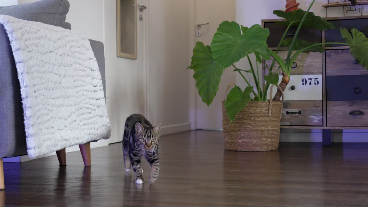 Tabby cat walks on wooden floor in a cozy, modern living room with plants and decor