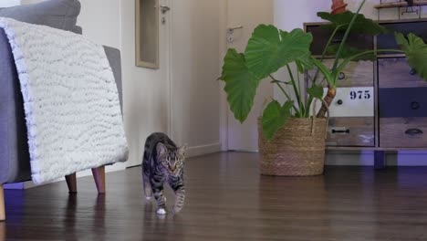 tabby cat walks on wooden floor in a cozy, modern living room with plants and decor