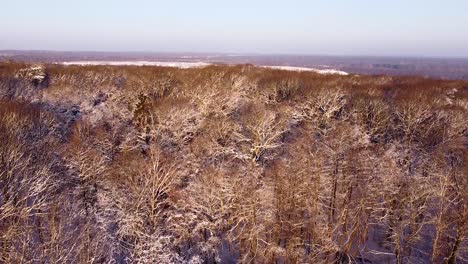 Bosque-Caducifolio-Con-Ramas-Adornadas-Con-Nieve-Se-Ve-Increíble-En-El-Sol-De-La-Mañana