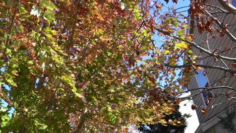 autumn leaves falling off of a tree in october