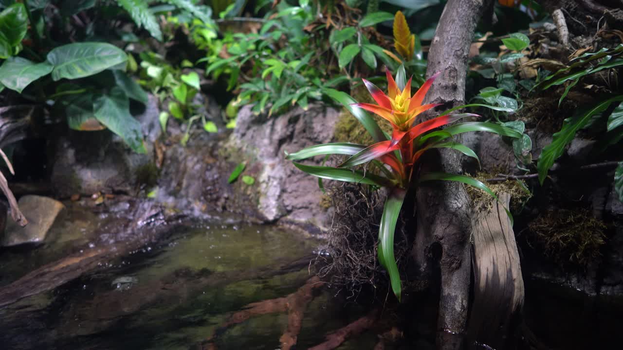 bromelia de floración roja
