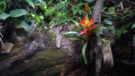 red blooming bromeliad