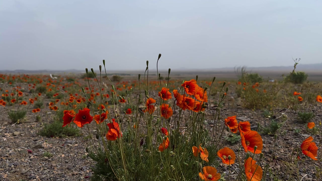 colorful poppy red orange wildflower field vast plain landscape nature desert horizon sky spring seasonal Tehran Iran California USA countryside scenic environment wide open empty ecology habitat