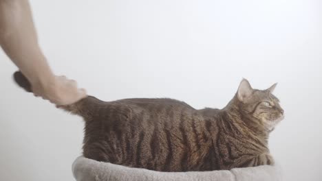 Owner-Petting-His-Cute-Tabby-Cat---close-up