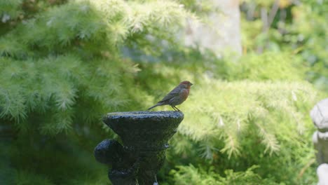 a bird perched on top of fountain