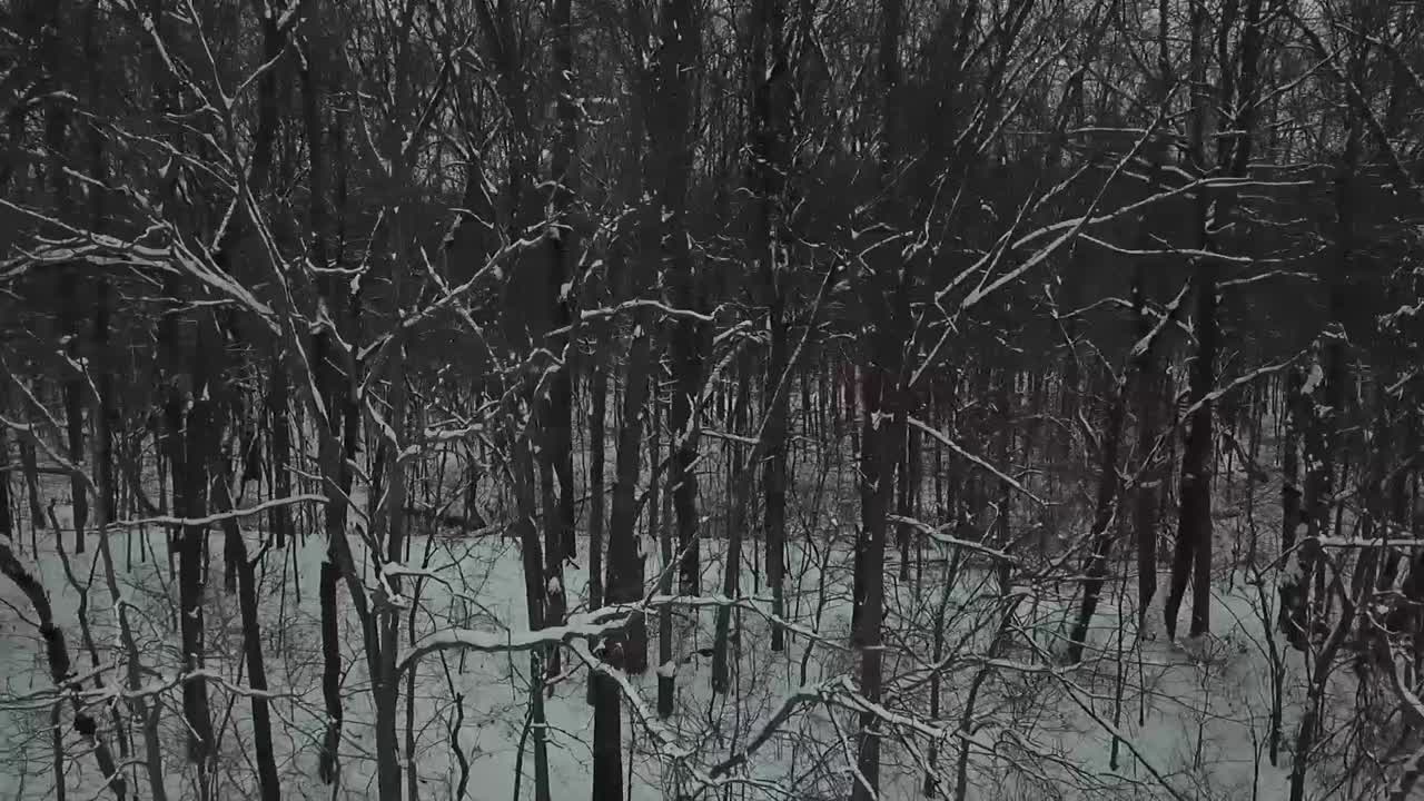 Riprese con drone di alberi