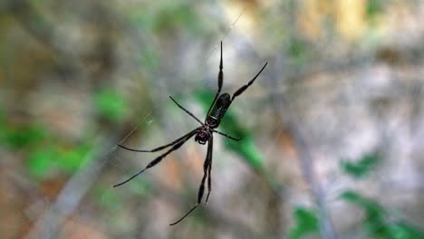 Slow-motion-extreme-close-up-of-a-black-male-orb-weaver-spider-resting-on-a-spider-web-in-a-tropical-jungle-at-the-Lapa-Doce-cave-in-the-Chapada-Diamantina-National-Park-in-Bahia,-northeastern-Brazil