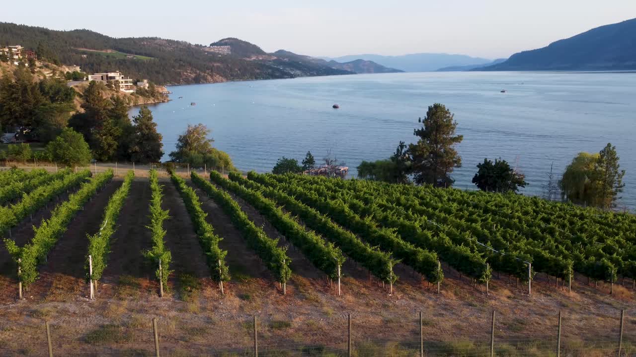 bodega con vistas al lago okanagan | país de los lagos, columbia británica, canadá | paisaje de okanagan | vista panorámica | filas de viñedos de vino | costa de la orilla del lago | hora de verano | orientado al sur kelowna | lakestone