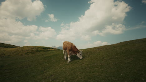 cow calf grazing in mountain meadow