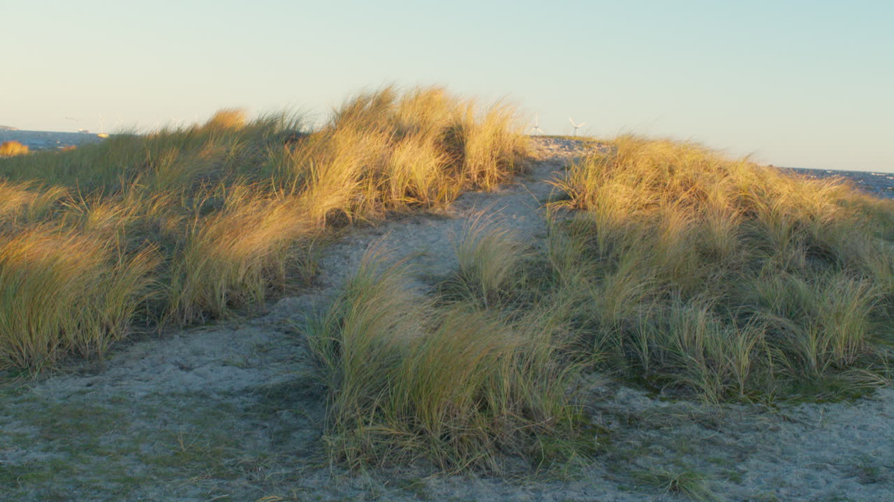Una ripresa calda e cinematografica di un sentiero sabbioso che si snoda tra dune coperte da alta erba da spiaggia ondeggiante. Il sole dorato della sera illumina la vegetazione, con deboli silhouette di turbine eoliche e il mare.