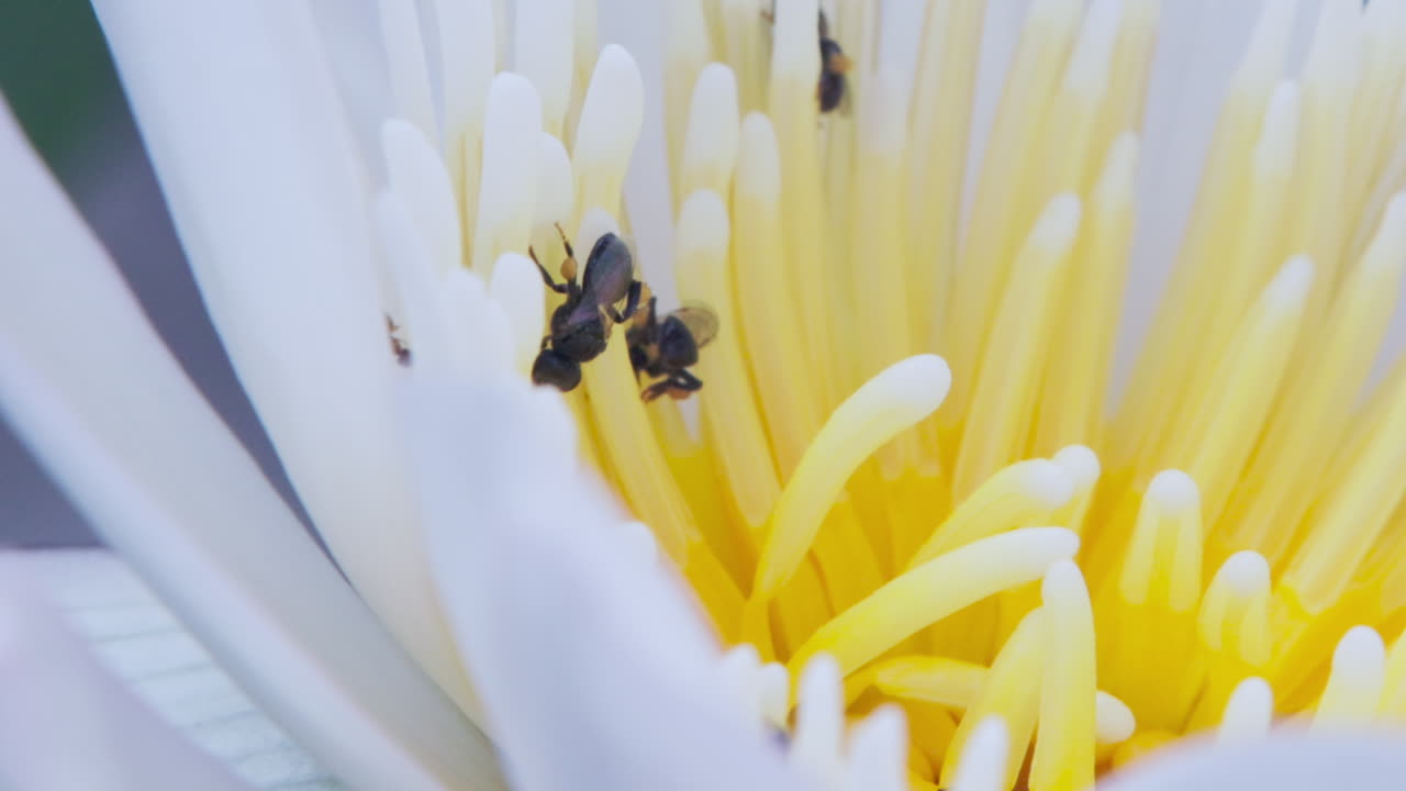 작은 검은 벌이 꽃가루를 뿌리는 섬세한 색 노란색 물리리리