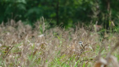 Die-Kamera-Zoomt-Heraus,-Während-Dieser-Würger-Auf-Einer-Wiese-Nach-Seiner-Beute-Sucht,-Braunwürger-Lanius-Cristatus,-Thailand