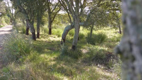 Beautiful-Spanish-landscape-with-trees-and-boulder-road-in-sunny-day