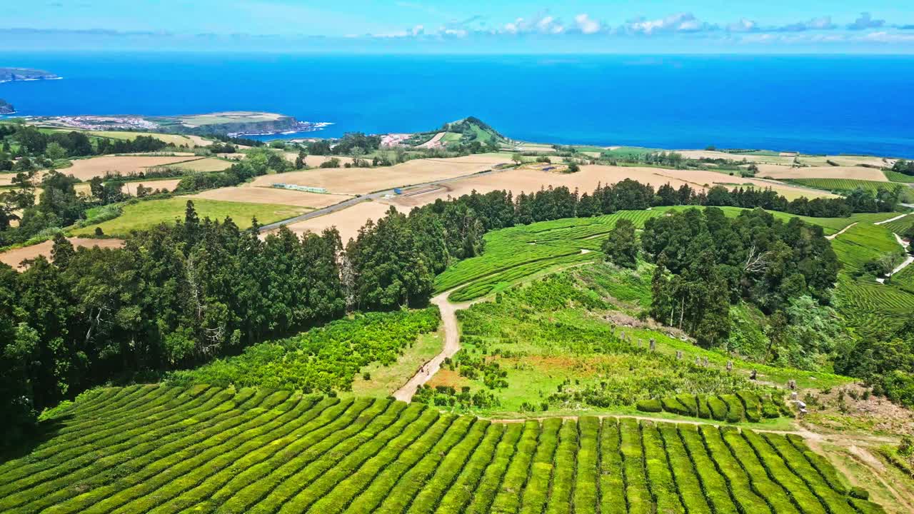 티 플랜테이션과 개방된 바다: 아조레스의 cha gorreana, 광범위한 공중