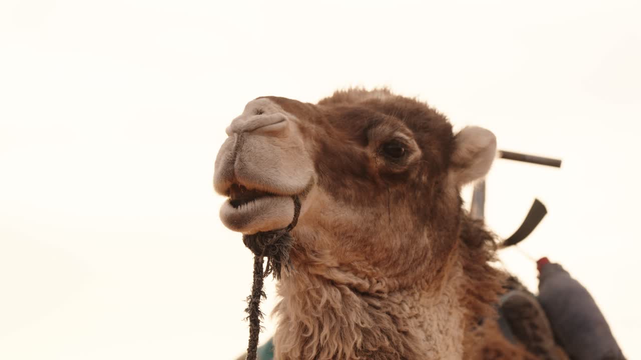 Close-up portrait of a dromedary (Camelus dromedarius) in the Sahara desert