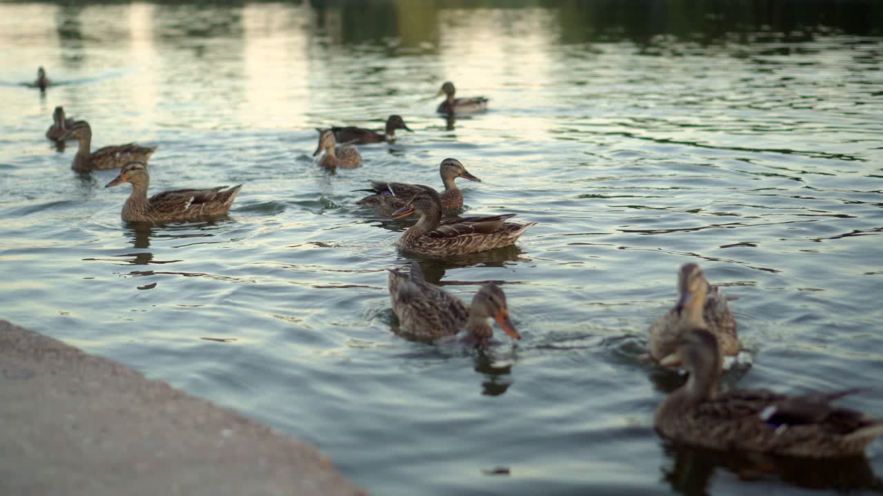 Wildenten schwimmen am Abend auf dem See.