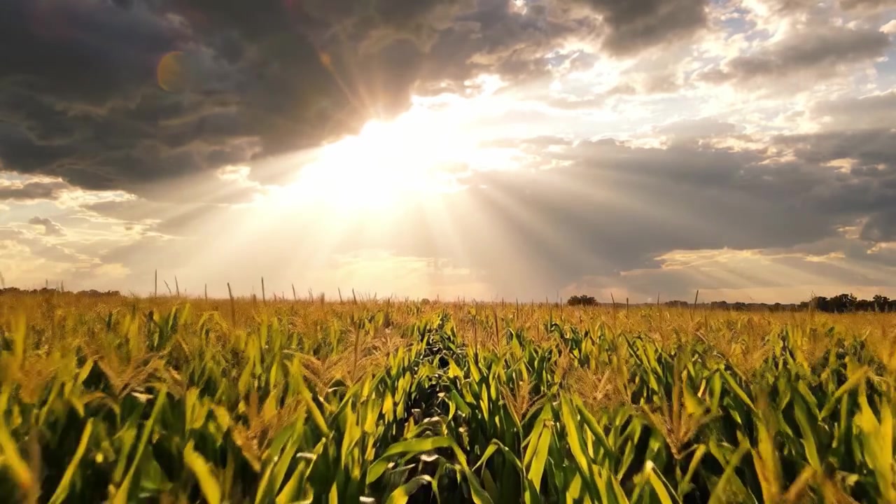 The Majestic Transformation of a Cornfield Under Dramatic Skies: Capturing the Stunning Light Rays Breaking Through the Clouds During Golden Hour