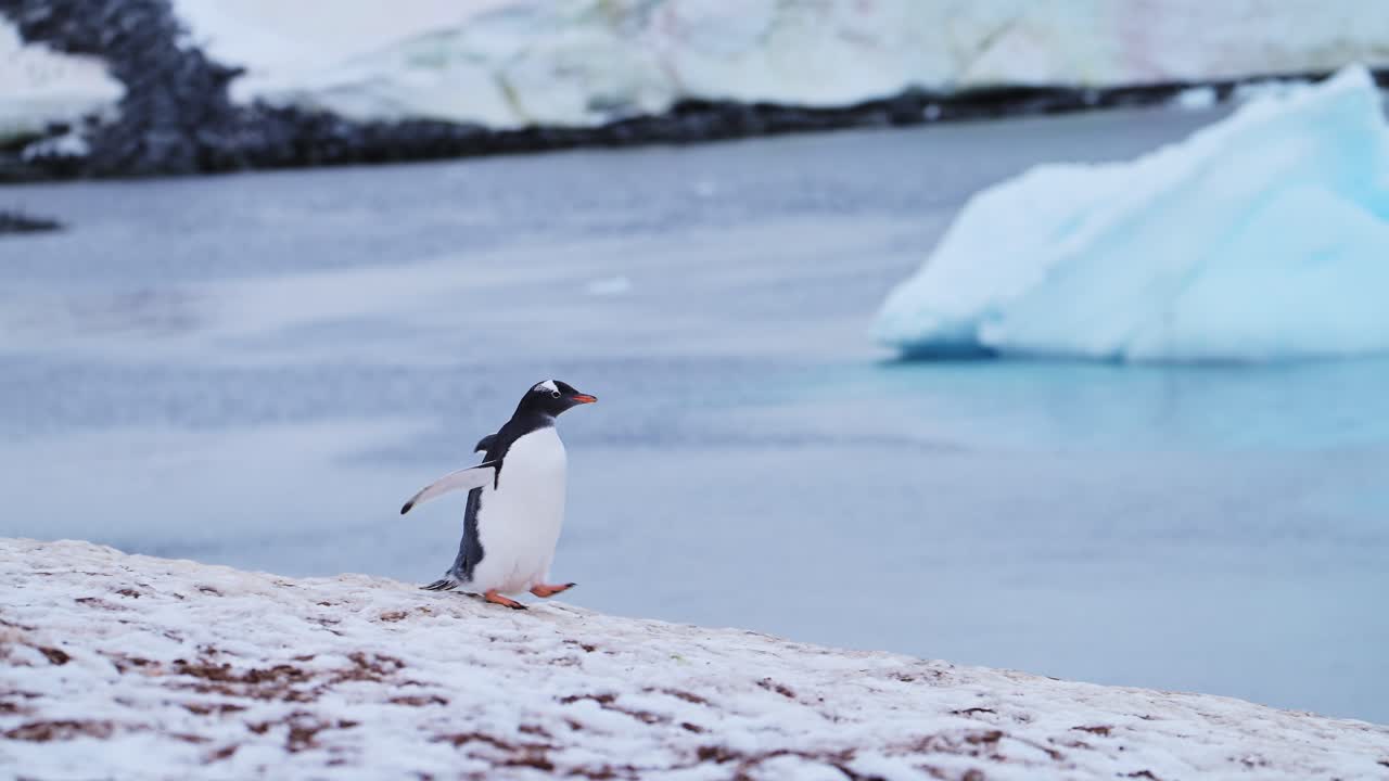 pingüino en cámara lenta caminando sobre la nieve más allá de icebergs y hielo en la antártida, pingüinos gentoo en vida silvestre y animales viaje, hermoso pájaro lindo en área de conservación en el frío paisaje de invierno