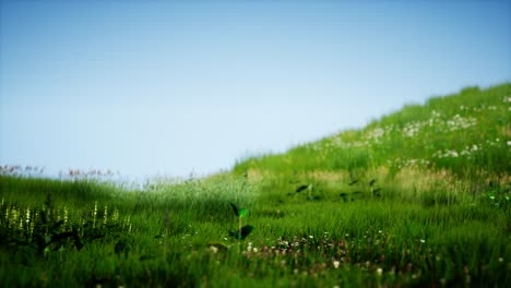 field of green fresh grass under blue sky