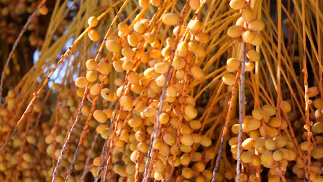 primer plano de dátiles maduros colgando de una palmera